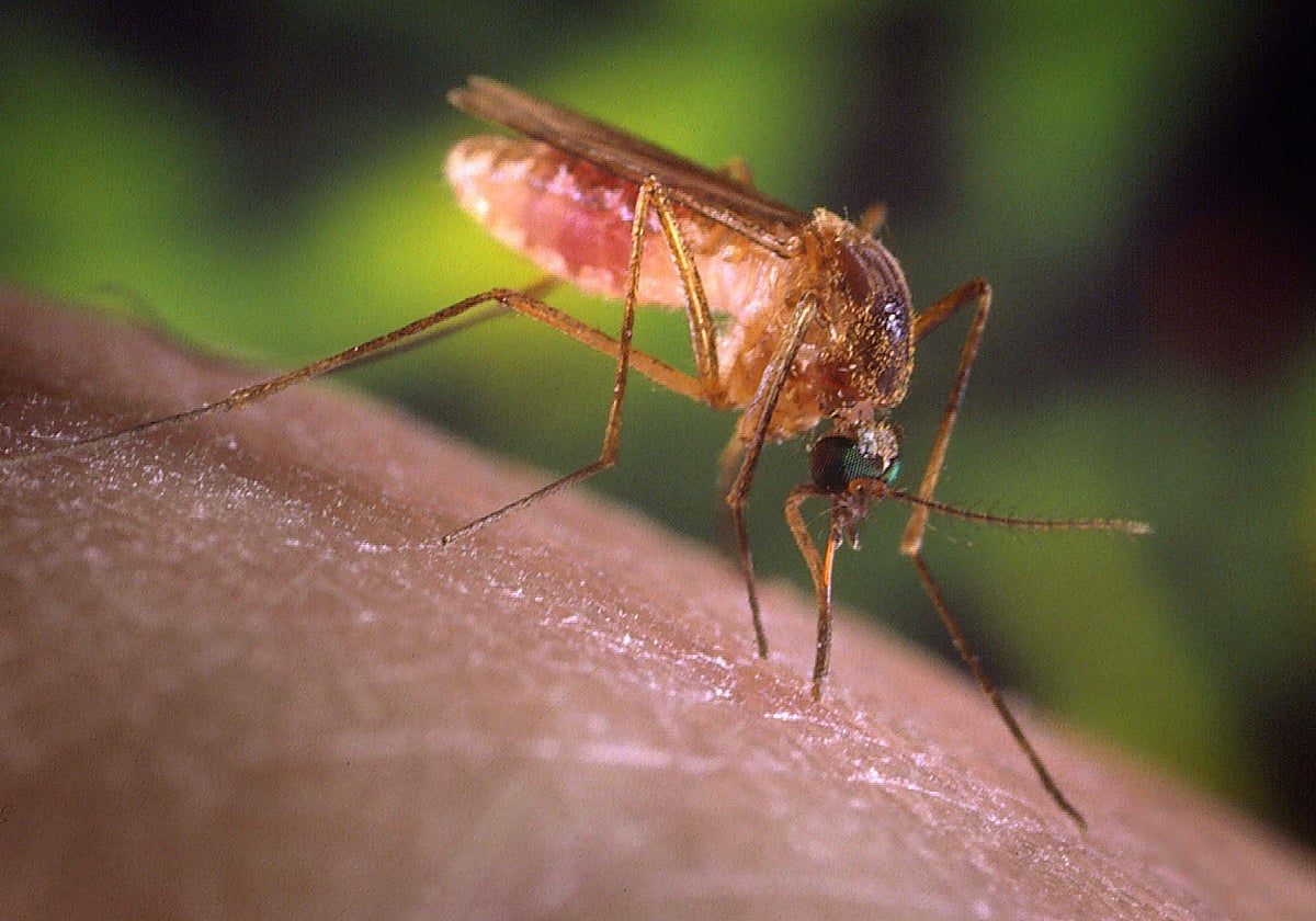 El primer infectado de 2026 en Málaga por virus del Nilo continúa ingresado en la UCI del Clínico