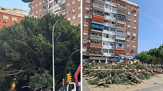 El Ayuntamiento sustituirá el ficus talado de la barriada de la Paz por un árbol de porte medio