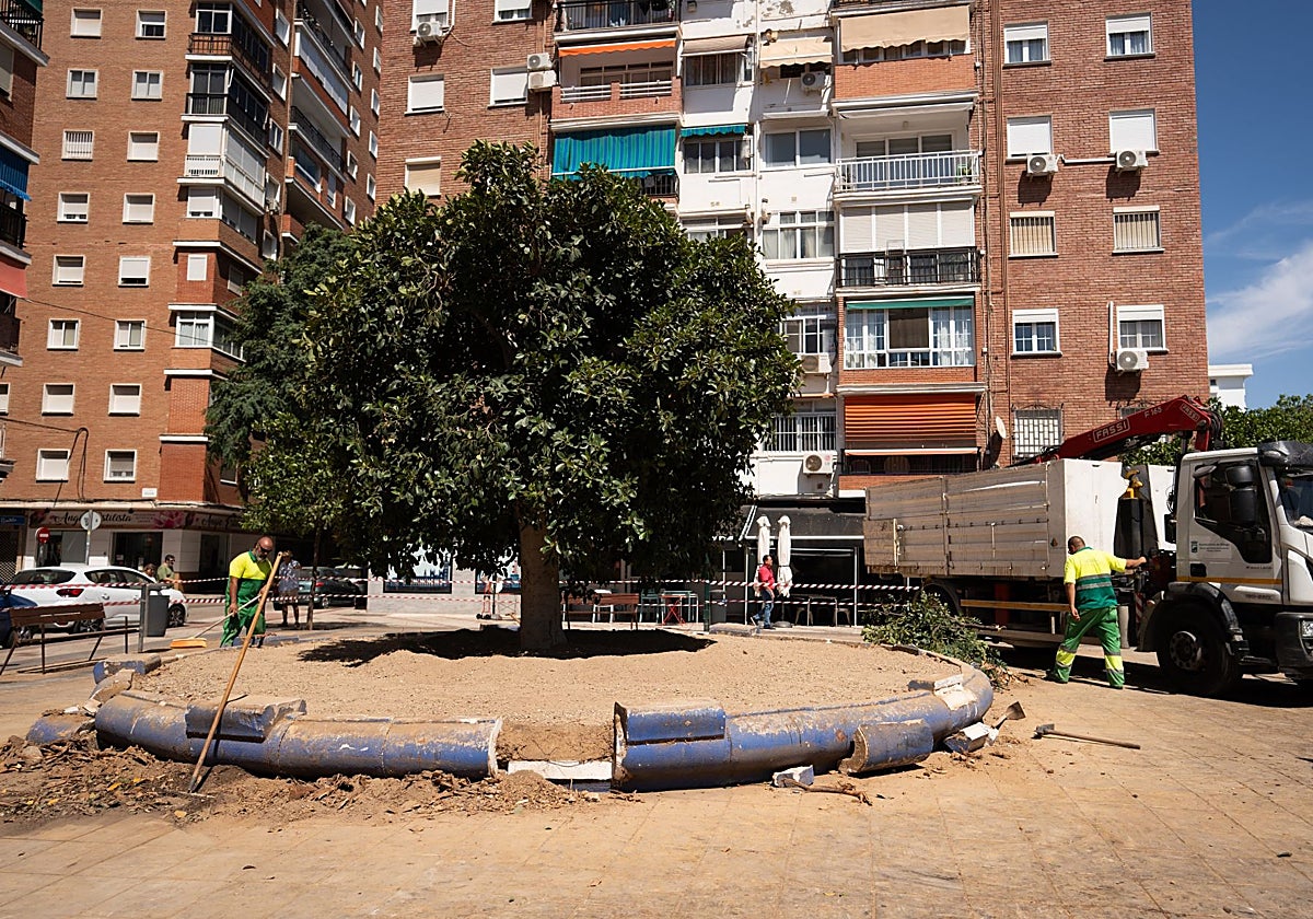 Los árboles de Málaga con más riesgo de caída de ramas serán sustituidos por otras especies