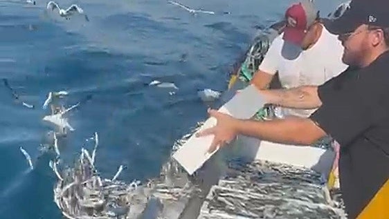 Pescadores de Caleta de Vélez tiran al mar una tonelada de boquerones porque no los compran en la lonja