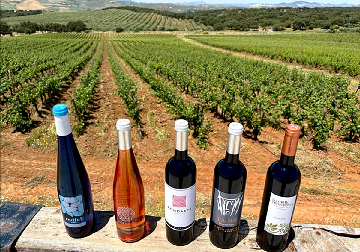 Bodegas Excelencia: un espacio ideal para la elaboración de vinos y el enoturismo