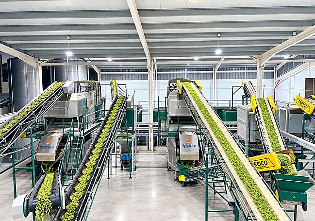 La almazara de Molisur arrancó la molturación de las primeras aceitunas el 23 de septiembre.