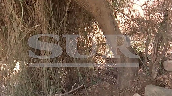 A prisión el detenido por secuestrar a su novia y abandonarla atada a un árbol en Alhaurín de la Torre