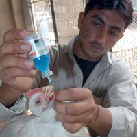 Fallece una niña infectada con gripe aviar en Camboya