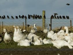 Una bandada de pájaros permanece posada en una valla junto a un grupo de gansos en la granja Redgrave Park cerca de Diss, condado de Suffolk. /EFE