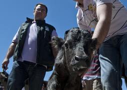 Nace muerto el segundo toro de lidia clonado