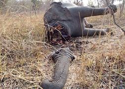 Imagen de un elefante decapitado. / Archivo