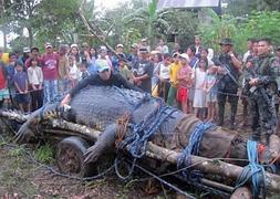 Momento en que Lolong fue capturado en septiembre de 2011. / Efe