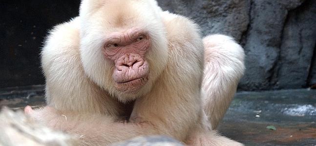 Copito de Nieve, en el zoo de Barcelona. / Archivo
