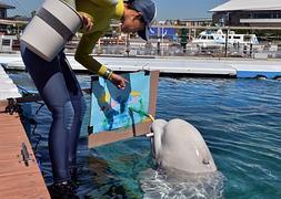 Una ballena blanca pinta un cuadro en el acuario de Yokohama. / Afp