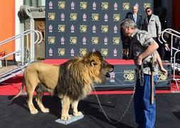 El león de la Metro deja su huella en el Paseo de la Fama