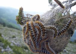 Procesionaria en bola. / RC