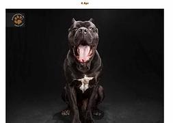 El síndrome del perro negro