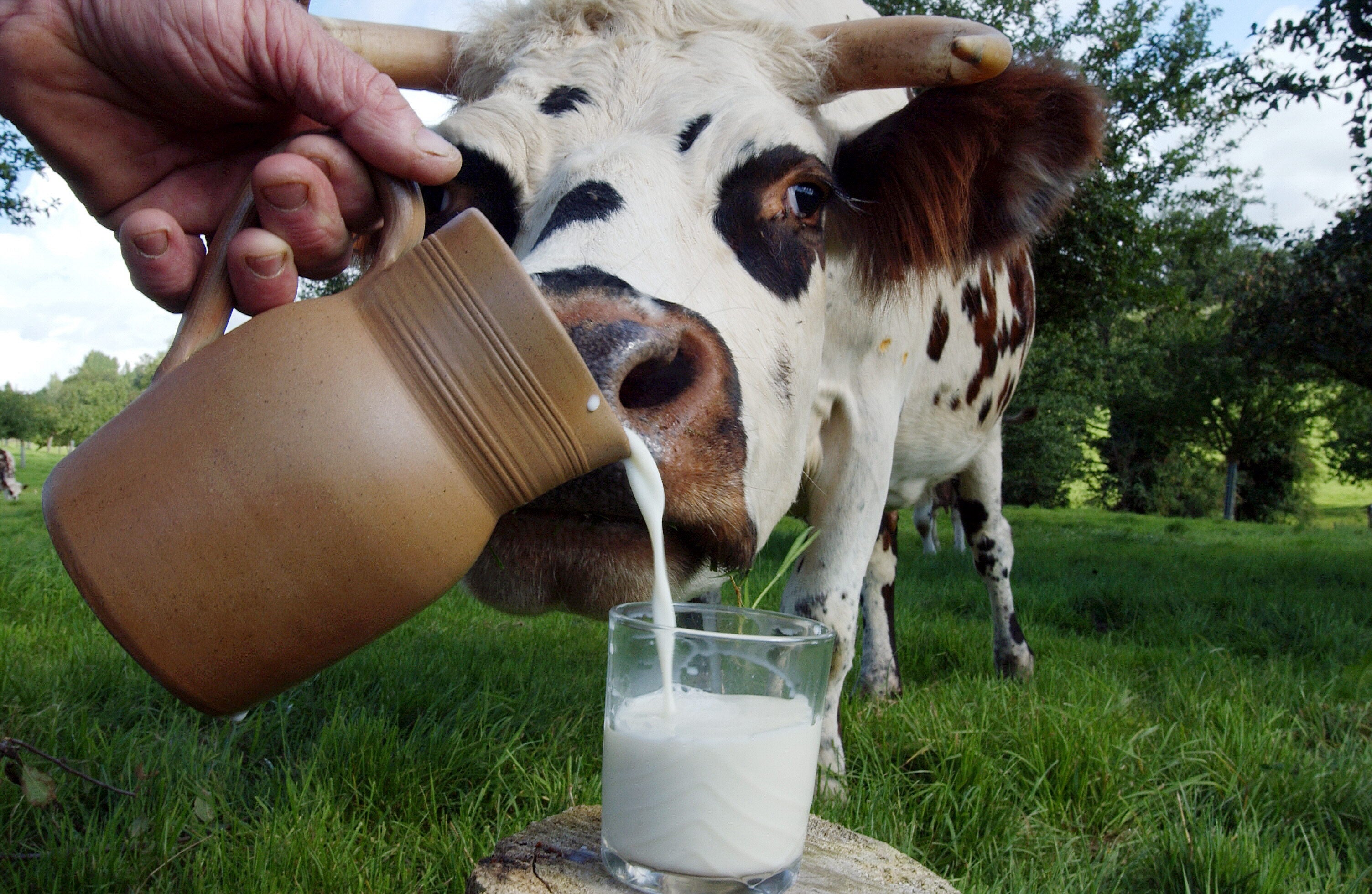 La leche entera, un alimento rico en grasas.