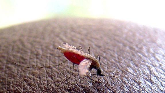 Imagen del mosquito Anopheles que transmite la malaria.