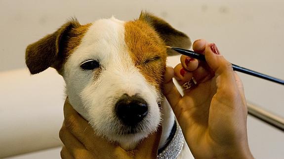 Así es 'Pancho', el perro de moda