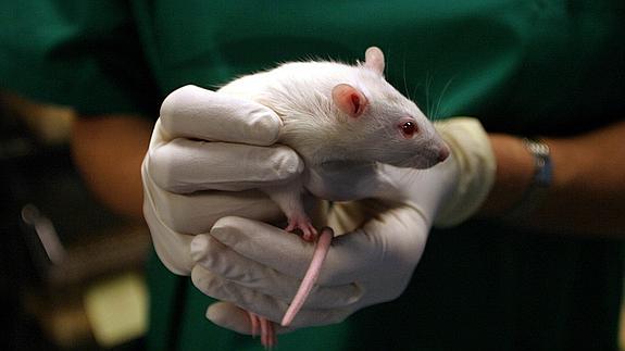 Vista de un ratón empleado en un experimento 