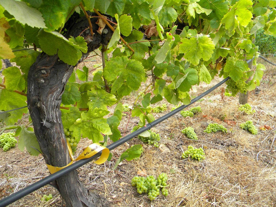 12.000 kilos de albariño permiten extraer 4 litros de aceite de uva