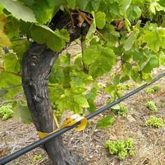 12.000 kilos de albariño permiten extraer 4 litros de aceite de uva