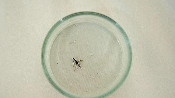 Mosquito anopheles, transmisor de la malaria, aislado en un laboratorio