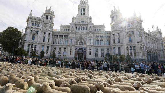 Las ovejas, a su paso por Cibeles. 