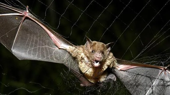 Murciélago vampiro atrapado en una red.