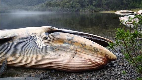 Una de las ballenas varadas. 