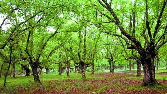 Árboles en el Parque Nacional de Cabañeros, en Ciudad Real.