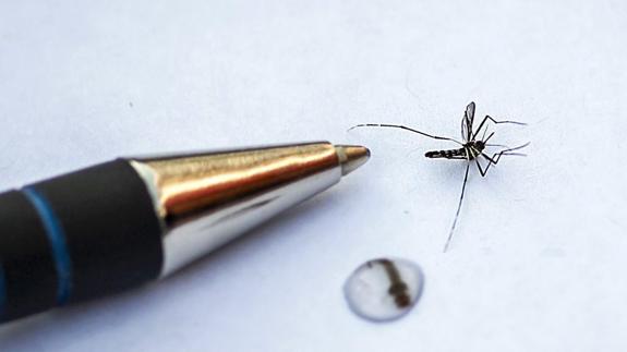 Detalle de un mosquito tigre asiático transmisor del zika. 