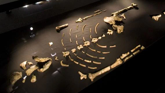 Fósiles del esqueleto reconstruido del Austrolopithecus afarensisi conocido como Lucy.