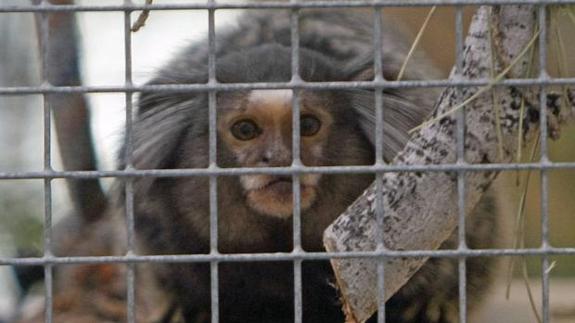 La Guardia Civil busca 42 monos tití por el riesgo de que tengan el VIH