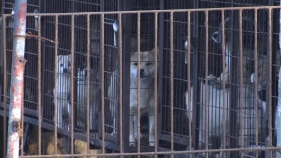 Rescatados 200 perros de una granja surcoreana para consumo humano