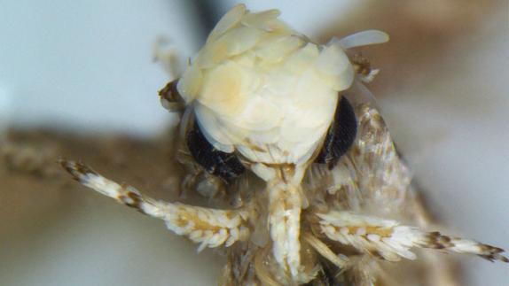 Neopalpa donaldtrumpi.
