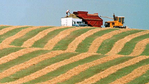 Cosechadora recogiendo alfalfa en un campo cerca de Owatonna, Minnesota (Estados Unidos).