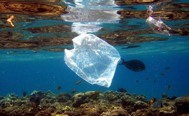 Peces y bolsas de plástico comparten espacio en el arrecife de coral del mar Rojo. 