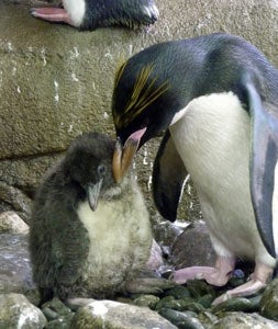 Nace en Málaga el primer ejemplar de pingüino macaroni de España