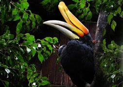 Llega una hembra de calao rinoceronte a Bioparc Fuengirola