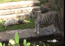 Bioparc Fuengirola presenta dos tigres blancos extinguidos en libertad