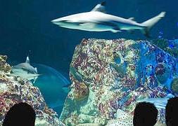 Sea Life Benalmádena incorpora nuevas especies y programa más actividades este verano