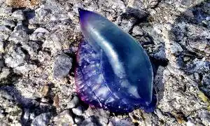 La carabela portuguesa encontrada ayer. Sur