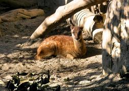 Nace por primera vez en España un ciervo de Filipinas, una de las especies más amenazadas del planeta
