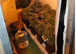 Plantación de marihuana en el interior de la vivienda.:: SUR