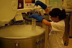El banco de sangre de cordón umbilical de Málaga es el más potente de Europa
