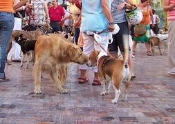 Los participantes solo podrán correr con un perro.::SUR