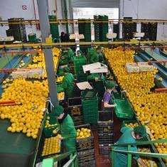 Tana iniciará este año la comercialización en España de raspaduras de limón ecológico.
