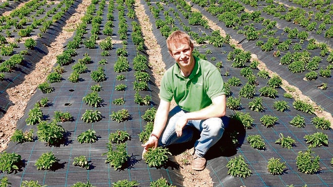 Nace en la Axarquía la primera empresa procesadora de estevia