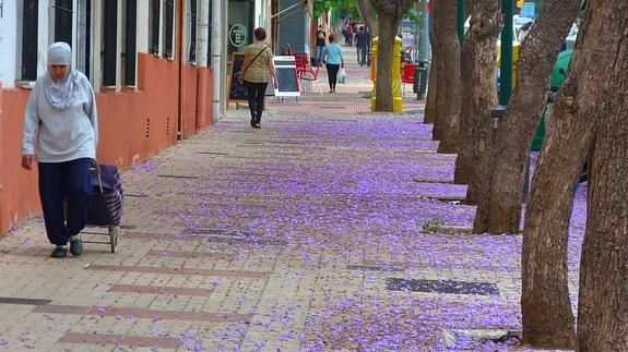Las flores de las jacarandas cubren las aceras en la calle Virgen de la Estrella.