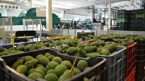 La campaña de aguacate nacional finaliza con una producción de 40.000 toneladas.