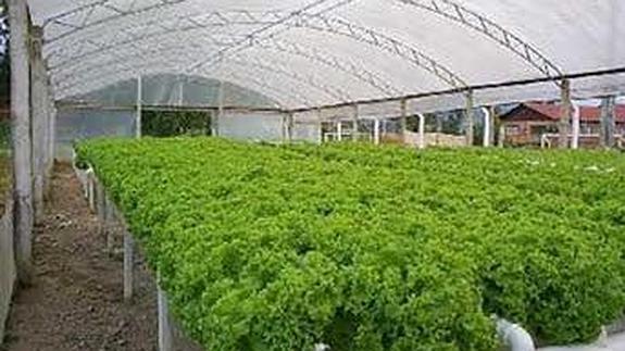 Imagen de un cultivo. 