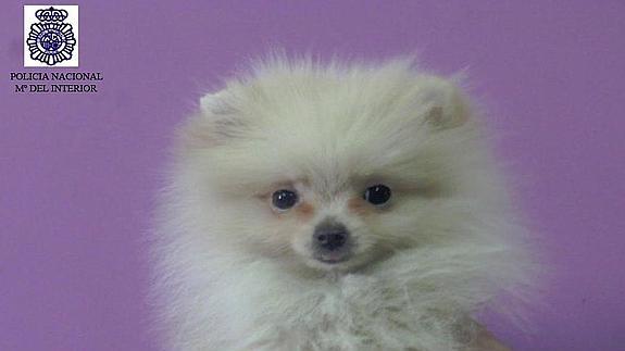 Agrede a una mujer para robarle su perro valorado en 1.800 euros